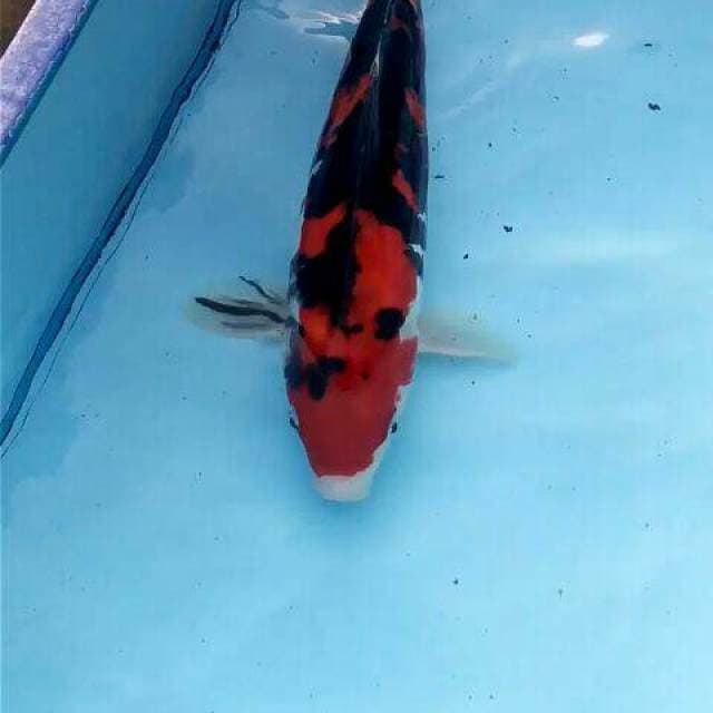 Doitsu MURNI 35 CM