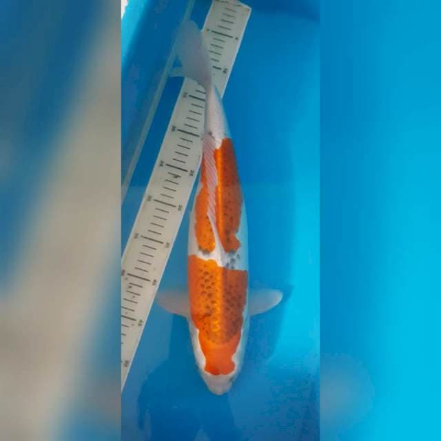 GHOSIKI 43 CM FEMALE