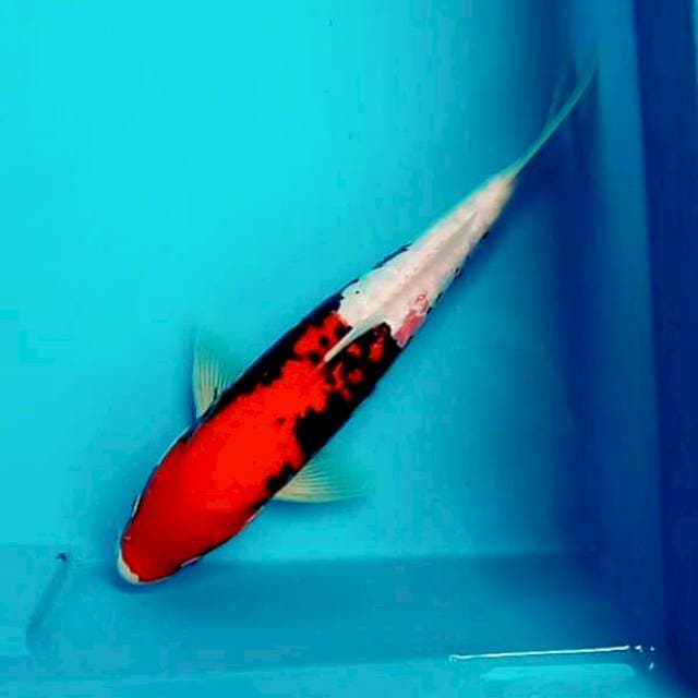 Benikumon*34cm
