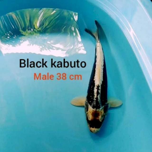 BLACK KABUTO 