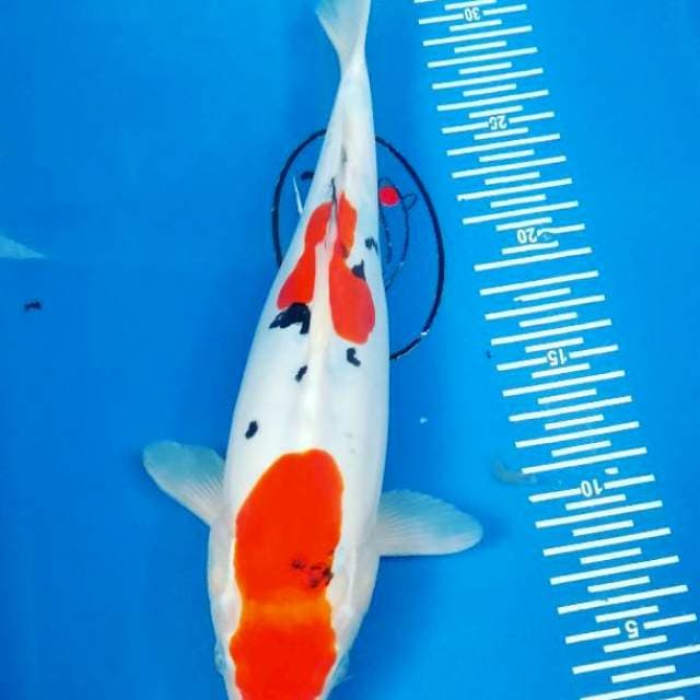 Sanke 30cm