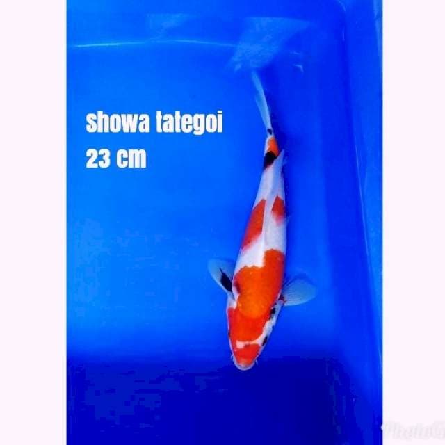 SHOWA