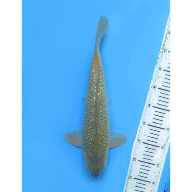 Midorigoi Bulky Full Ginrin , 40Cm