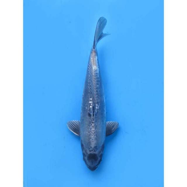 Super Antik Koleksi F1 , 36Cm