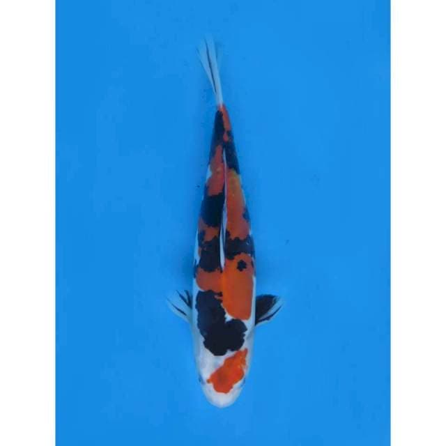 Showa Doitsu Murni , 34Cm