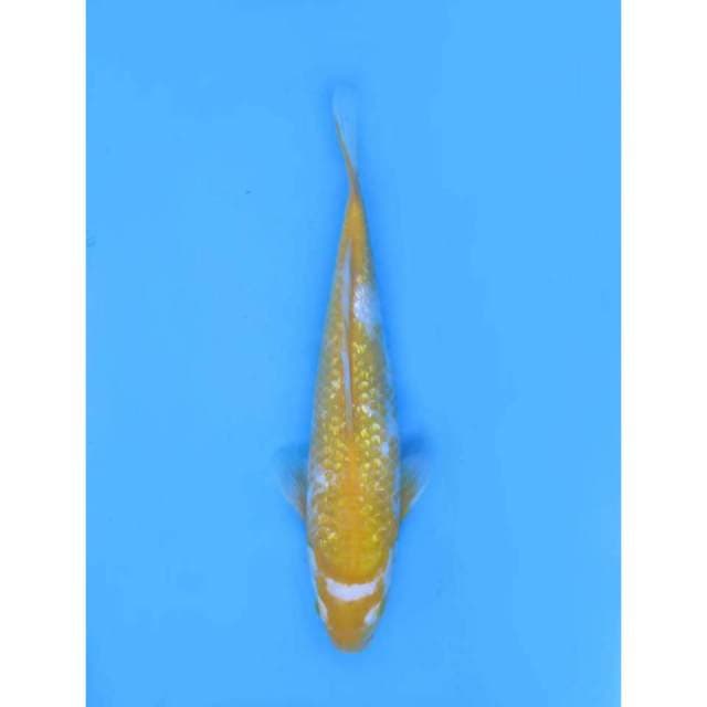Super Jenis Antik , 37Cm