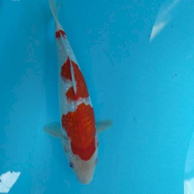 Kohaku gindrine 31cm