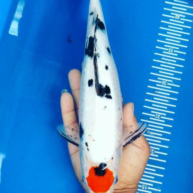 Tancho showa 32cm