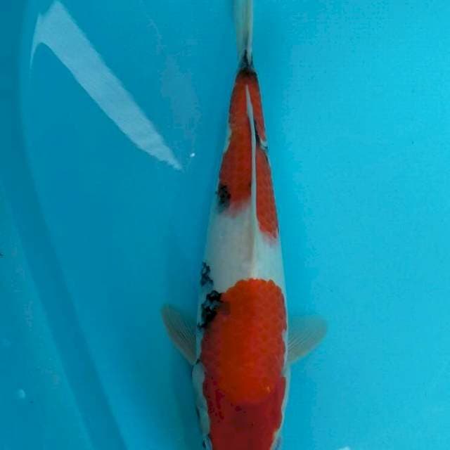 Sanke bakat jumbo 32cm