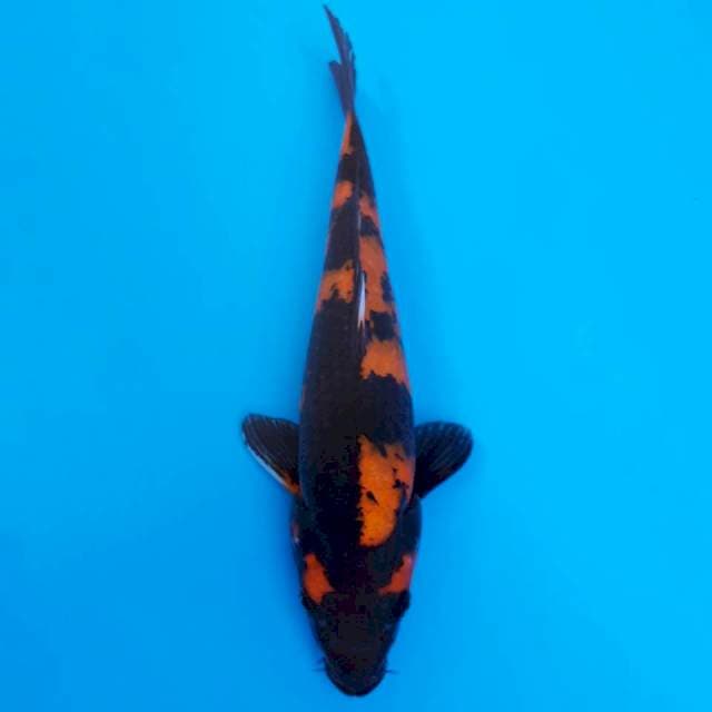 Hi utsuri
