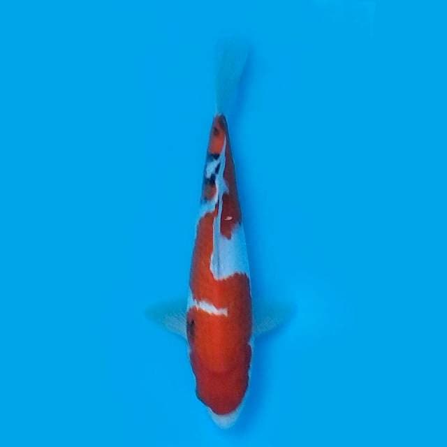 Sanke Inazuma 30cm