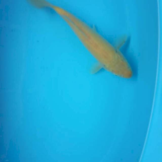Karasi