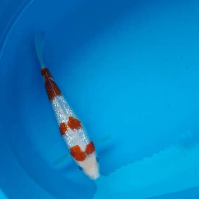 Kohaku ginrin
