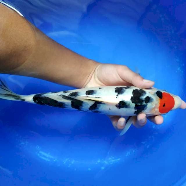 Tancho showa 31 cm