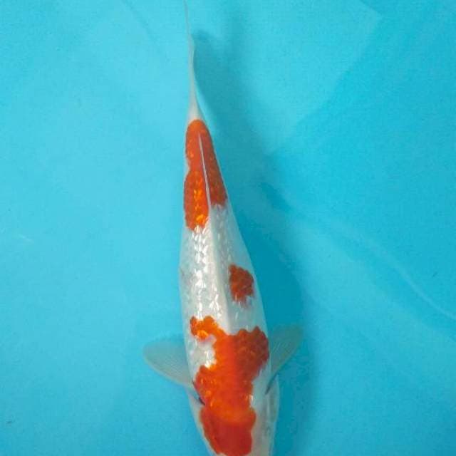 Kohaku gindrin 32cm