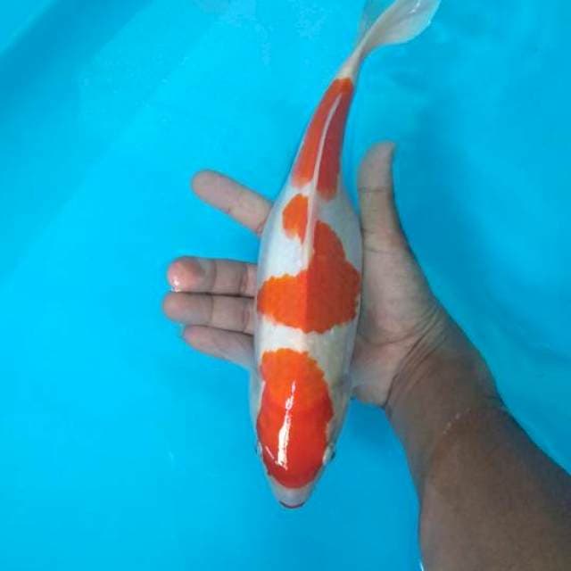 Si cantik 30cm