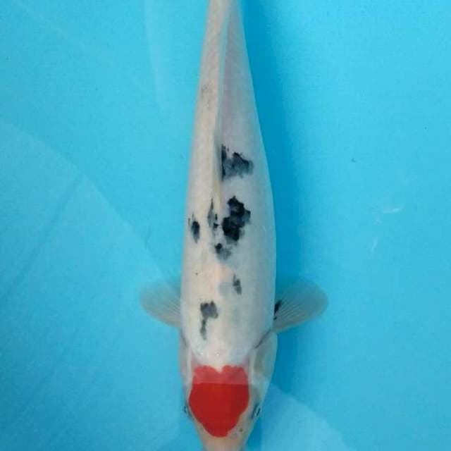 Tancho sanke 32 cm