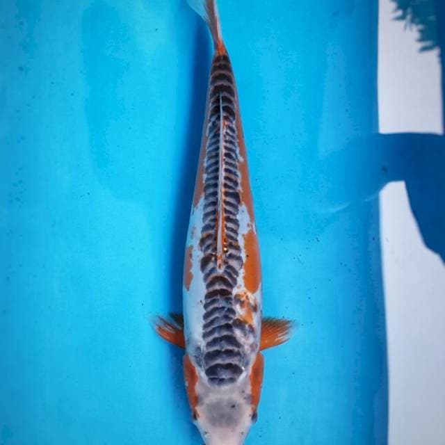 SHUSUI MALE 38 CM