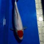 TANCO  KOHAKU 35 CM