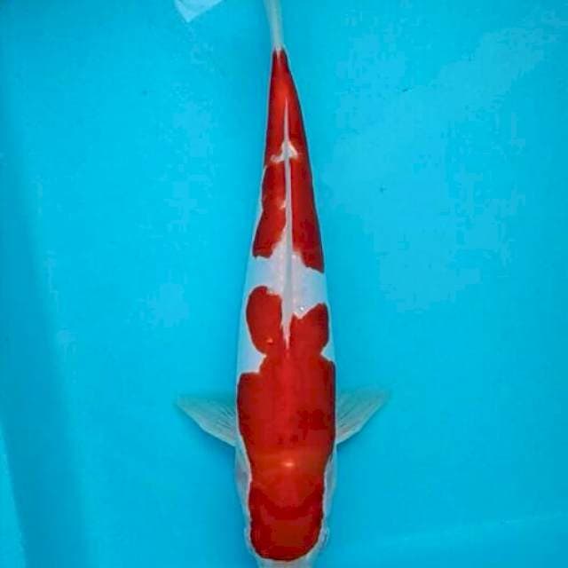 Lelang Merdeka!! #3 Spc. Merah Putih Ob. 17-9-45