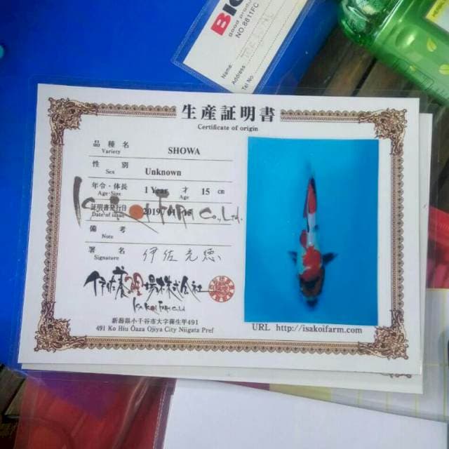 Showa isa koi farm