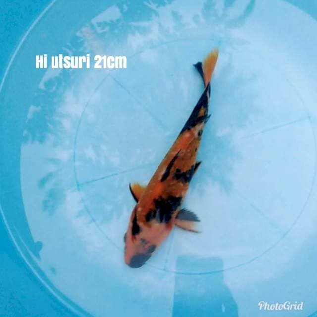 Hi utsuri 