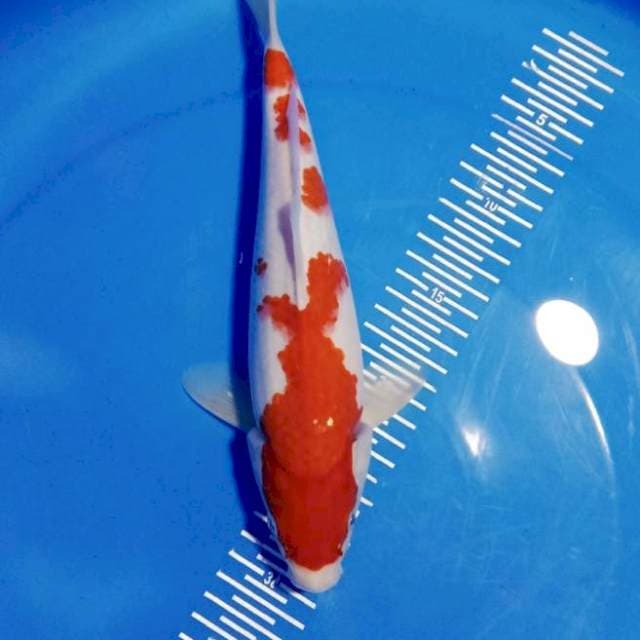 Kohaku 31 cm