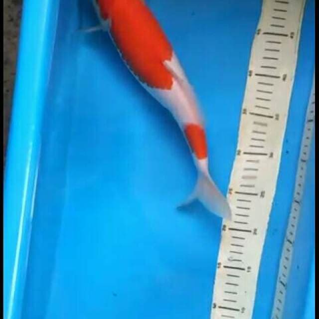 KOHAKU NIDAN JUMBO