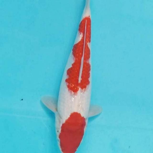 Kohaku gindrin