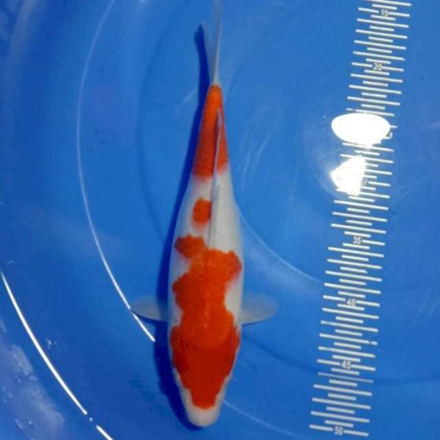 Kohaku 30cm