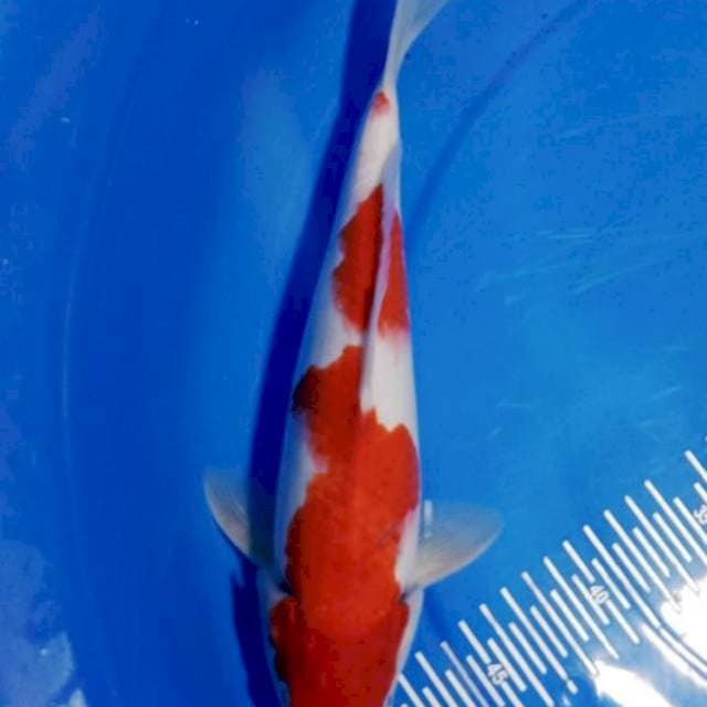Kohaku 31cm