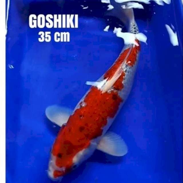 GOSHIKI BONGSOR 35CM