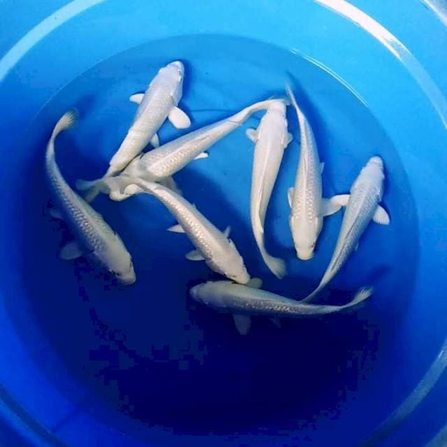 PLATINUM MULUS 8 EKOR