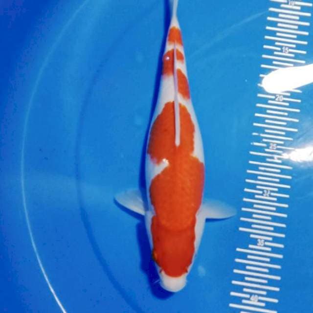 Kohaku 31 cm