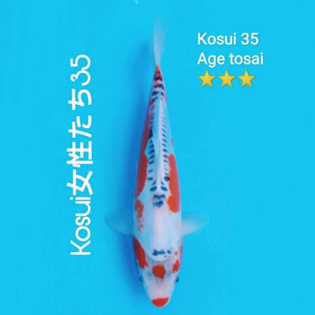 Tancho Koshui