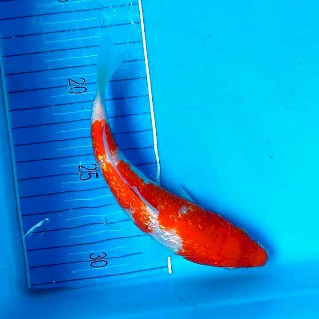 MENKABURI GINRIN KOHAKU