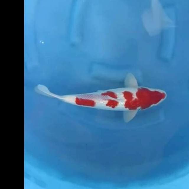 Edisi Merah Putih - F1 Kohaku Ginrin Strong , 35cm