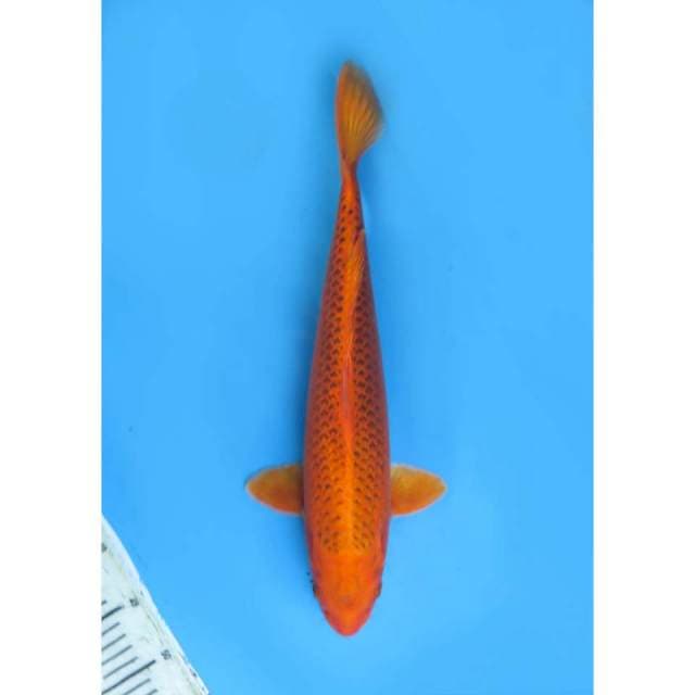 F1 Matsuba , 45cm
