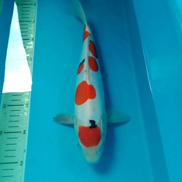 Sanke Doit cantik 35 cm
