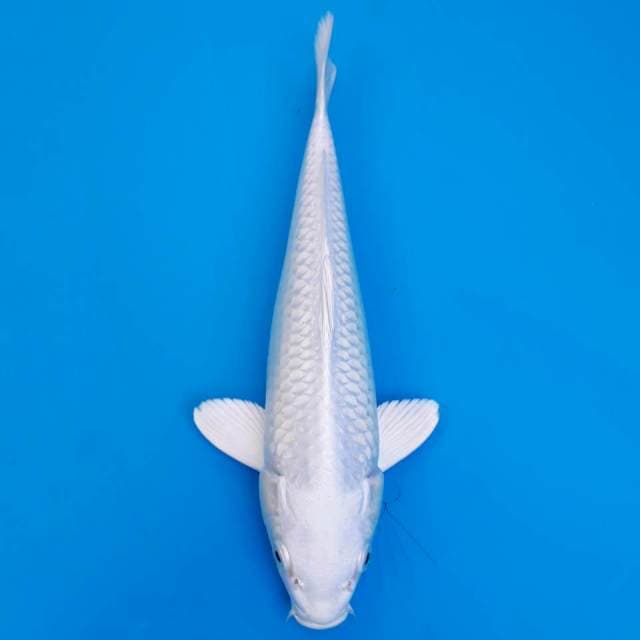 Platinum ogon