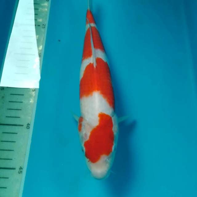 Kohaku Merah Merona 27 cm