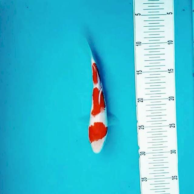 Sandan kohaku mini Joss*23cm