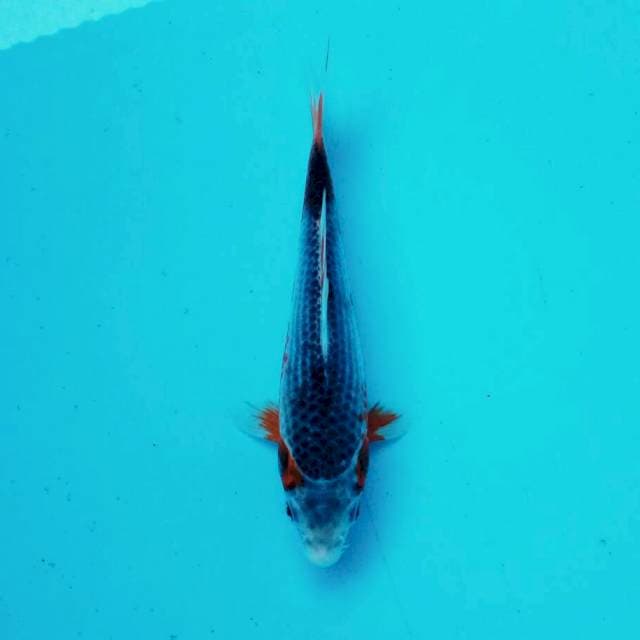 Asagi*20cm