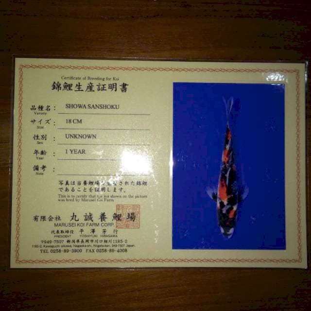 Showa Sanshoku (Marusei) 18cm. Import dan sertifikat