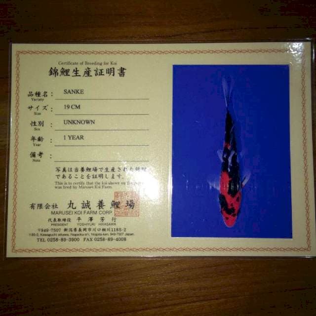 Sanke (marusei) 19cm