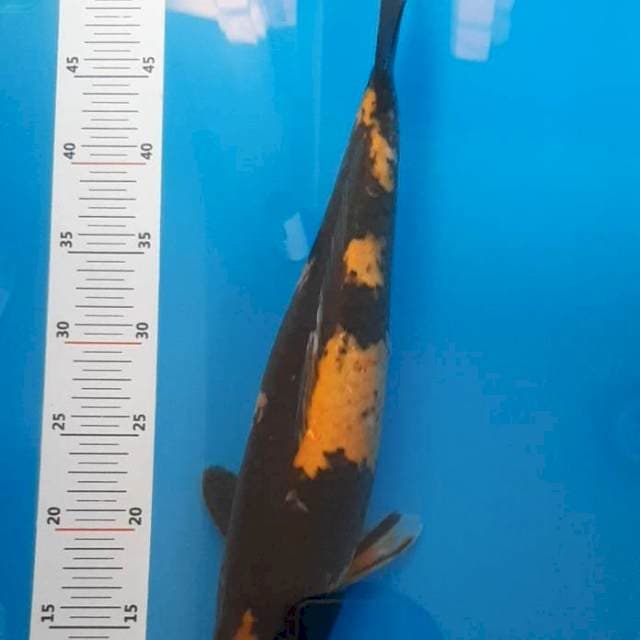 Ki Utsuri Jumbo