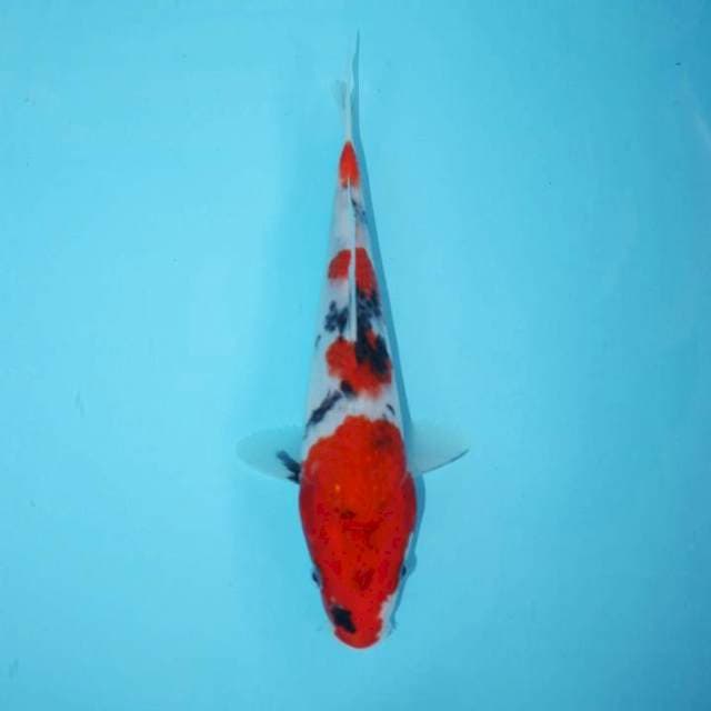 TATEGOI SHOWA 22 CM