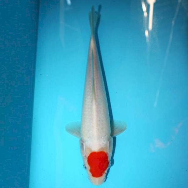 TANCHO 26 CM