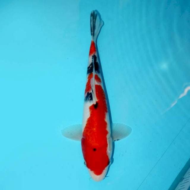 SANKE 27 CM