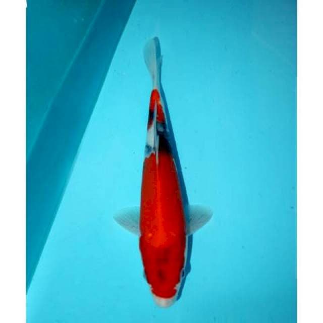 TATEGOI SHOWA 25 CM